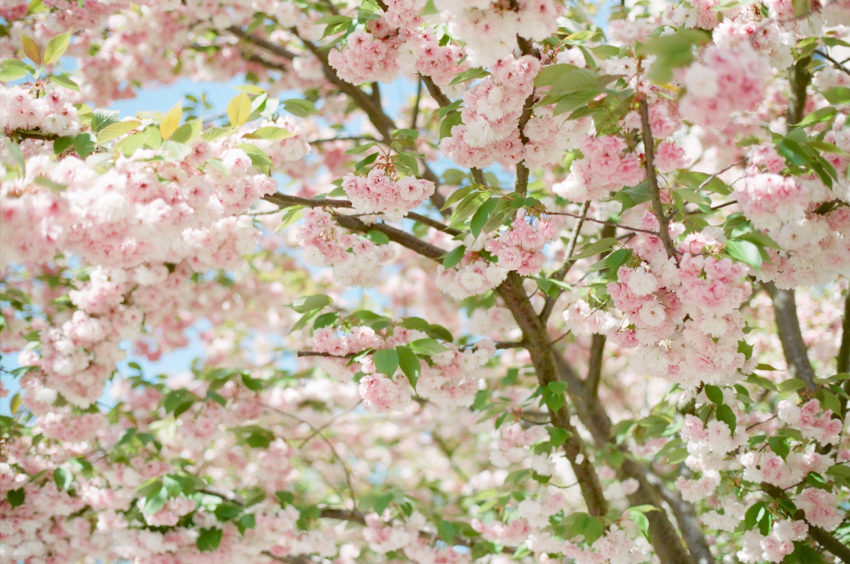 emma_wyatt-cherry_blossoms