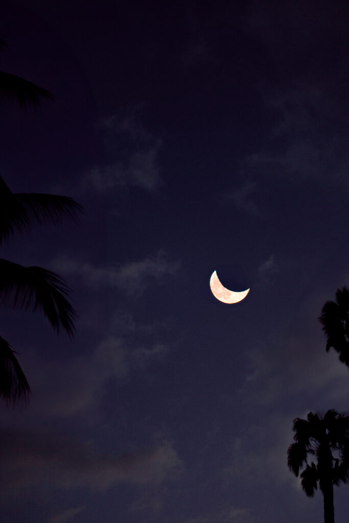 cheese moon and palm tree silhouette AI generated 