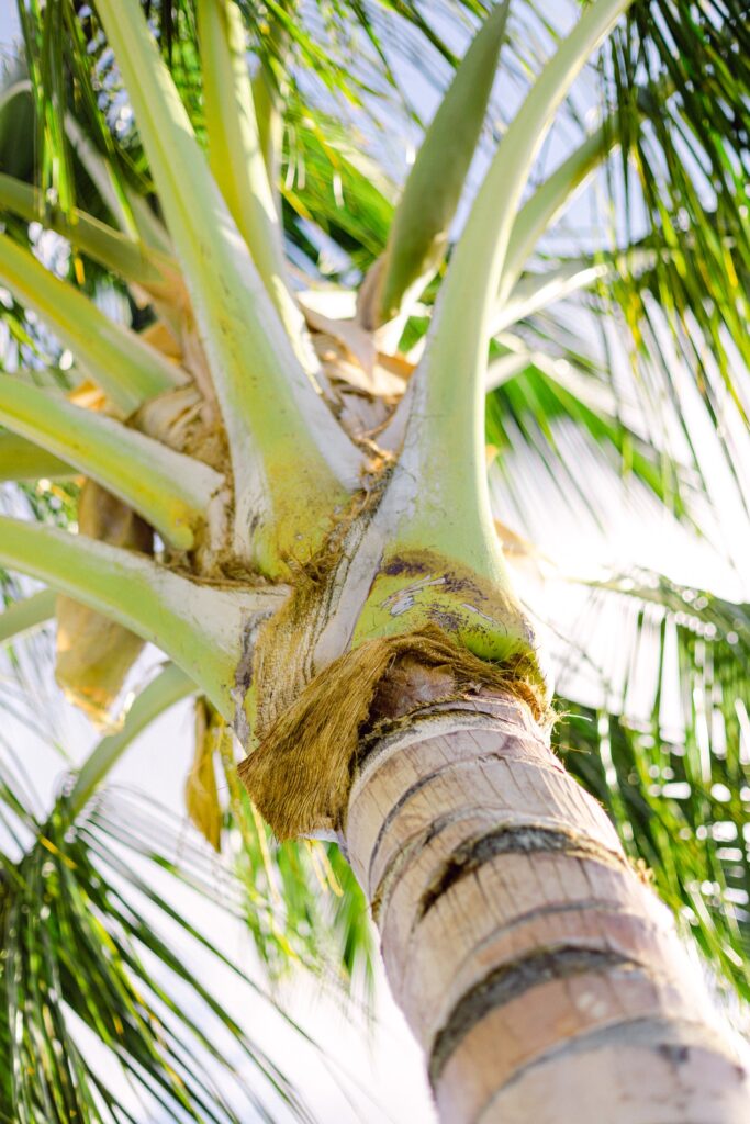 Coconut palm tree on Maui
