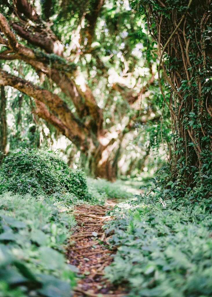 patch through Maui rainforest jungle Honolua hike