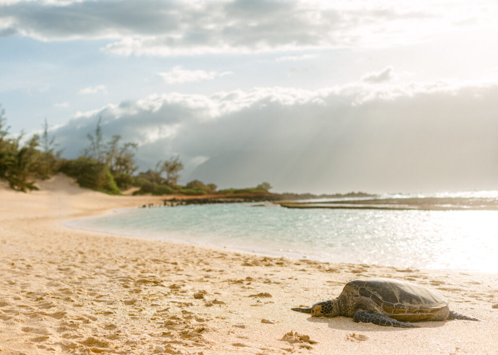 Maui baby beach with turtle