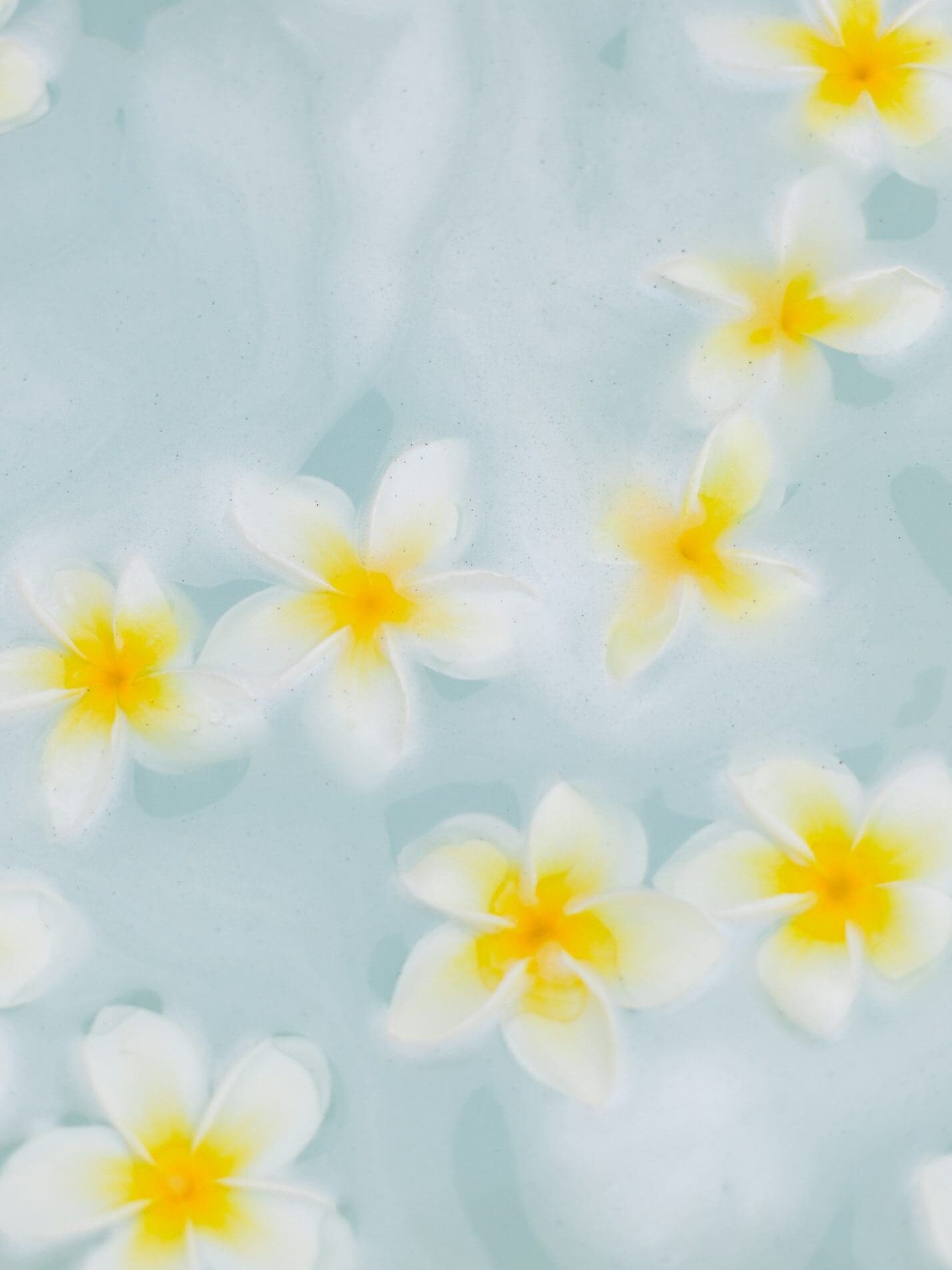 white and yellow plumeria floating in a spa water feature in Maui