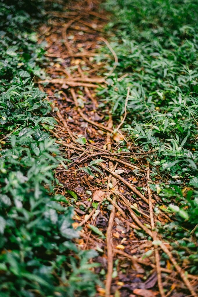 Detail shot of the root-covered trail at Honolua Bay, showcasing the vibrant green undergrowth of the Maui jungle.