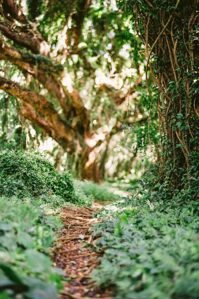 Honolua Bay rainforest trail with winding roots, maile vines, and dappled sunlight