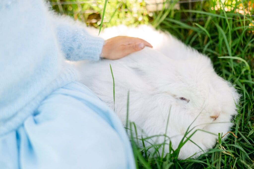 petting white angora bunnies at maui alpaca farms in upcountry maui