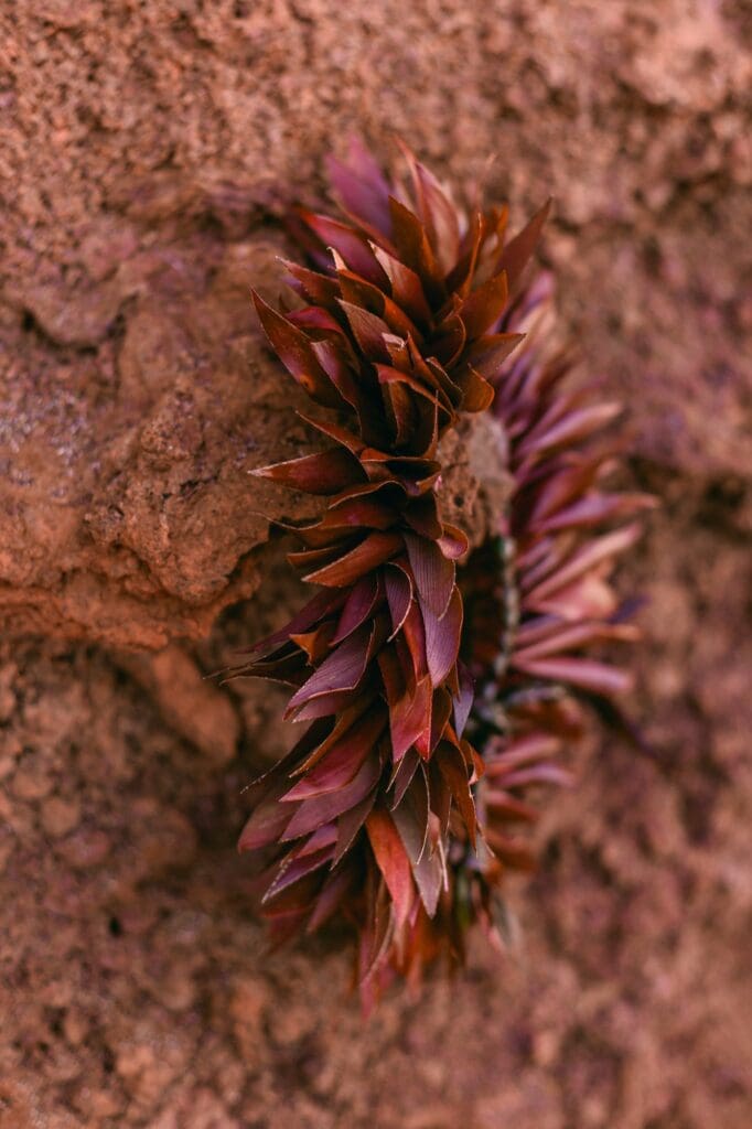 Maui maternity photography lei detail volcanic black sand texture
