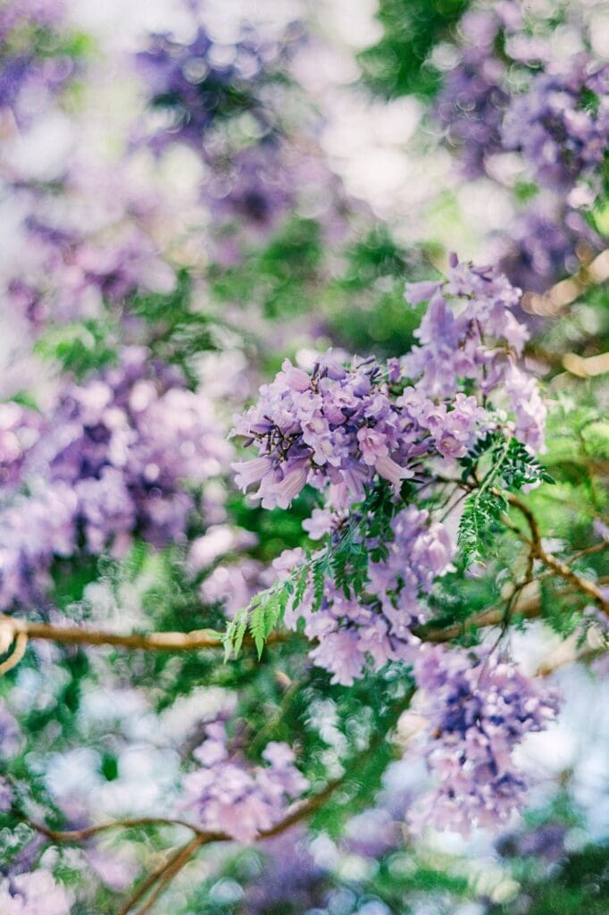 jacaranda bloom upcountry maui