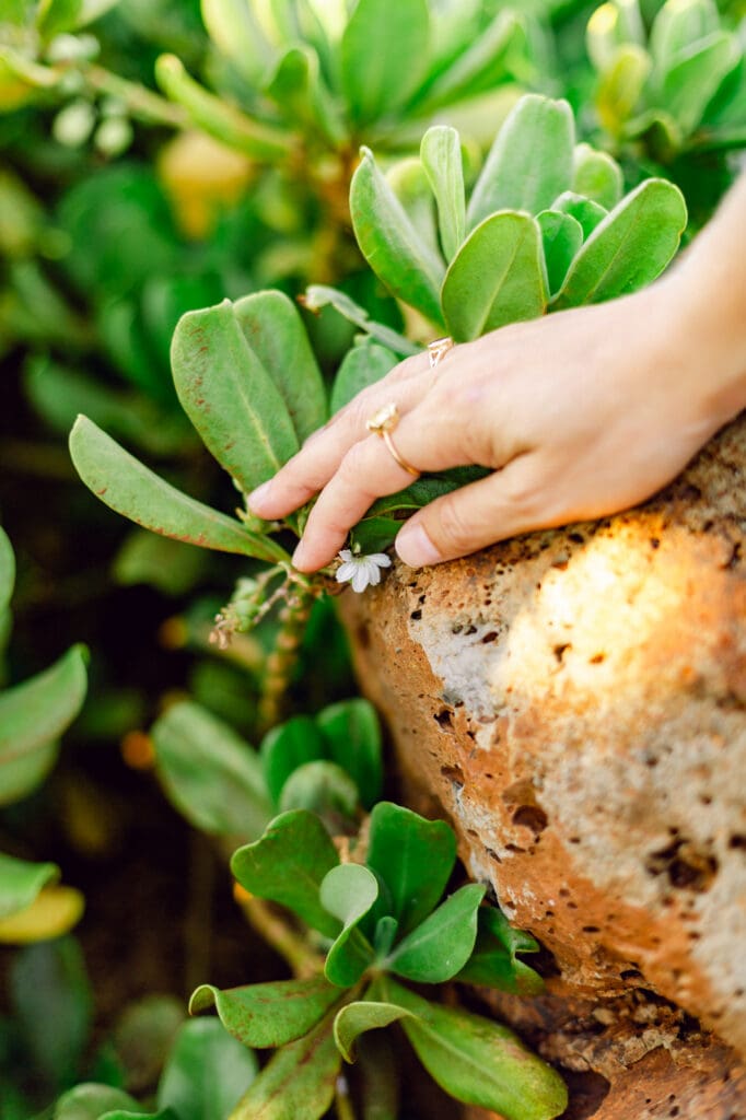 A close-up of a hand reaching for a white "half-flower" naupaka bloom against a backdrop of deep red earth and blue ocean.