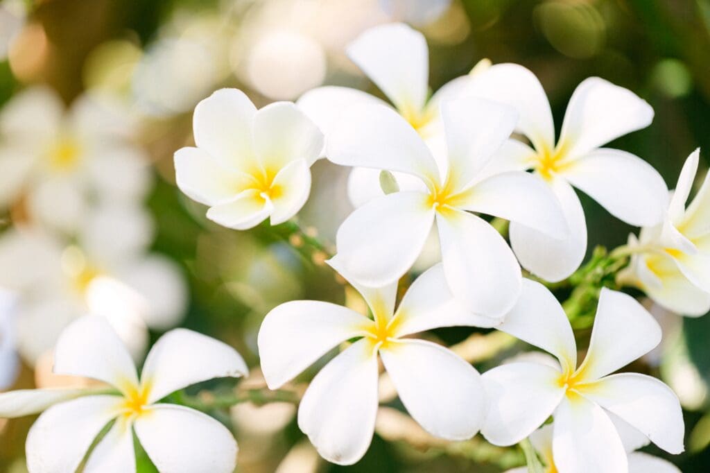maui plumeria blooming on maui babymoon 