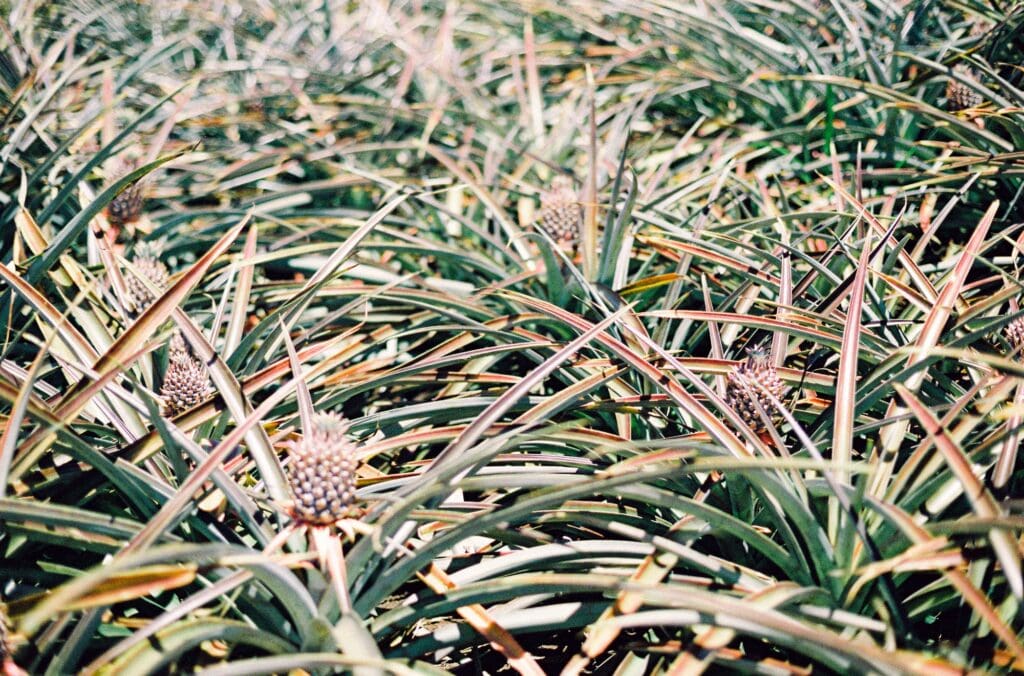 a field of maui gold pineapples