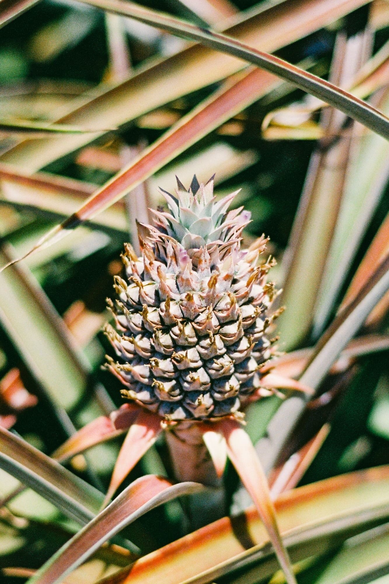 Maui gold baby pineapple growing in field