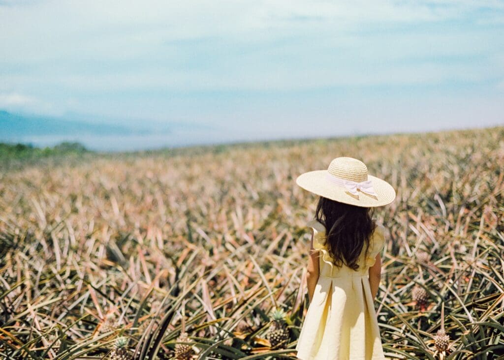 view from Maui gold pineapple farm