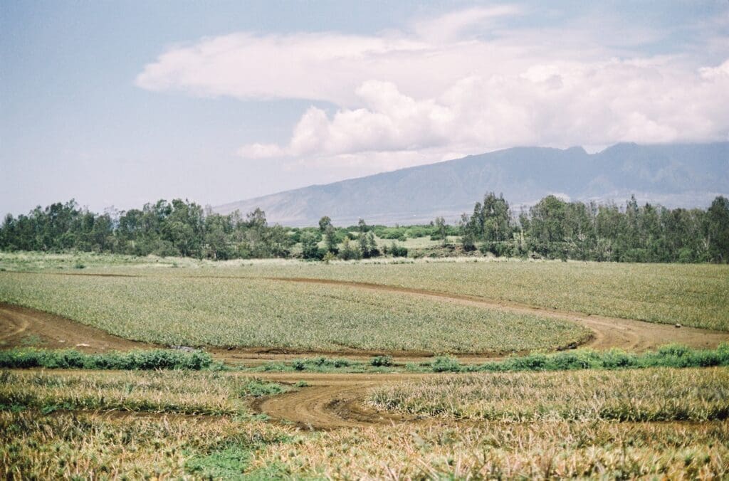 maui gold pineapple farm fields photographed on film