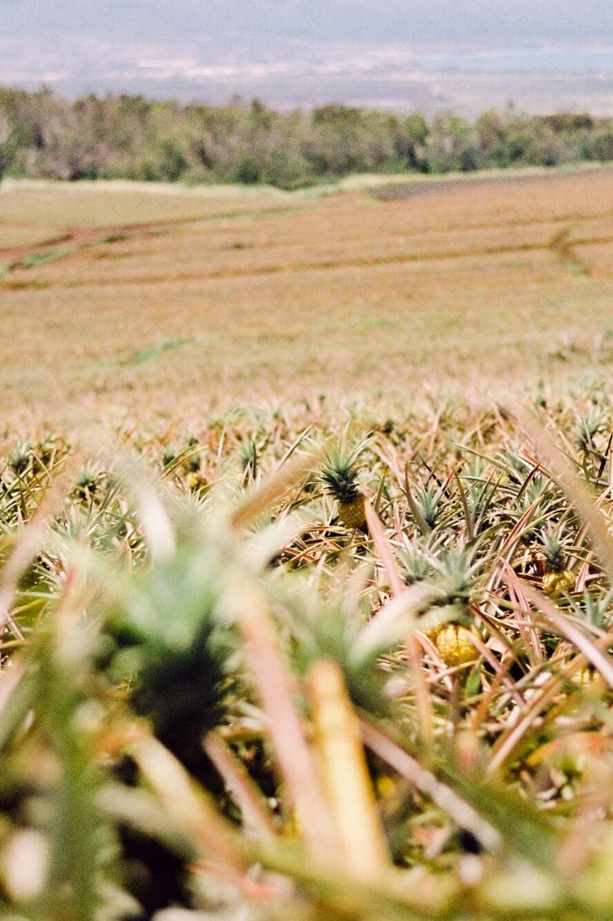 pineapples growing on Maui in Haliimaile