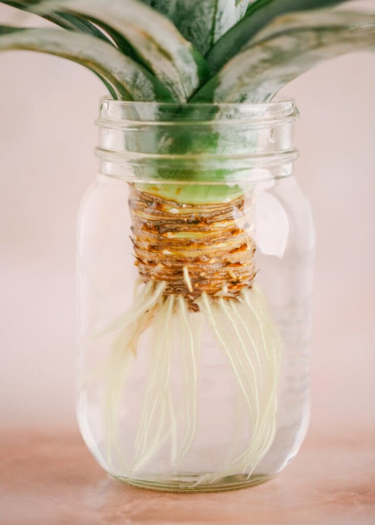 roots of pineapple propagation